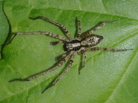 Anyphaena cfr. accentuata (Araneidae), maschi